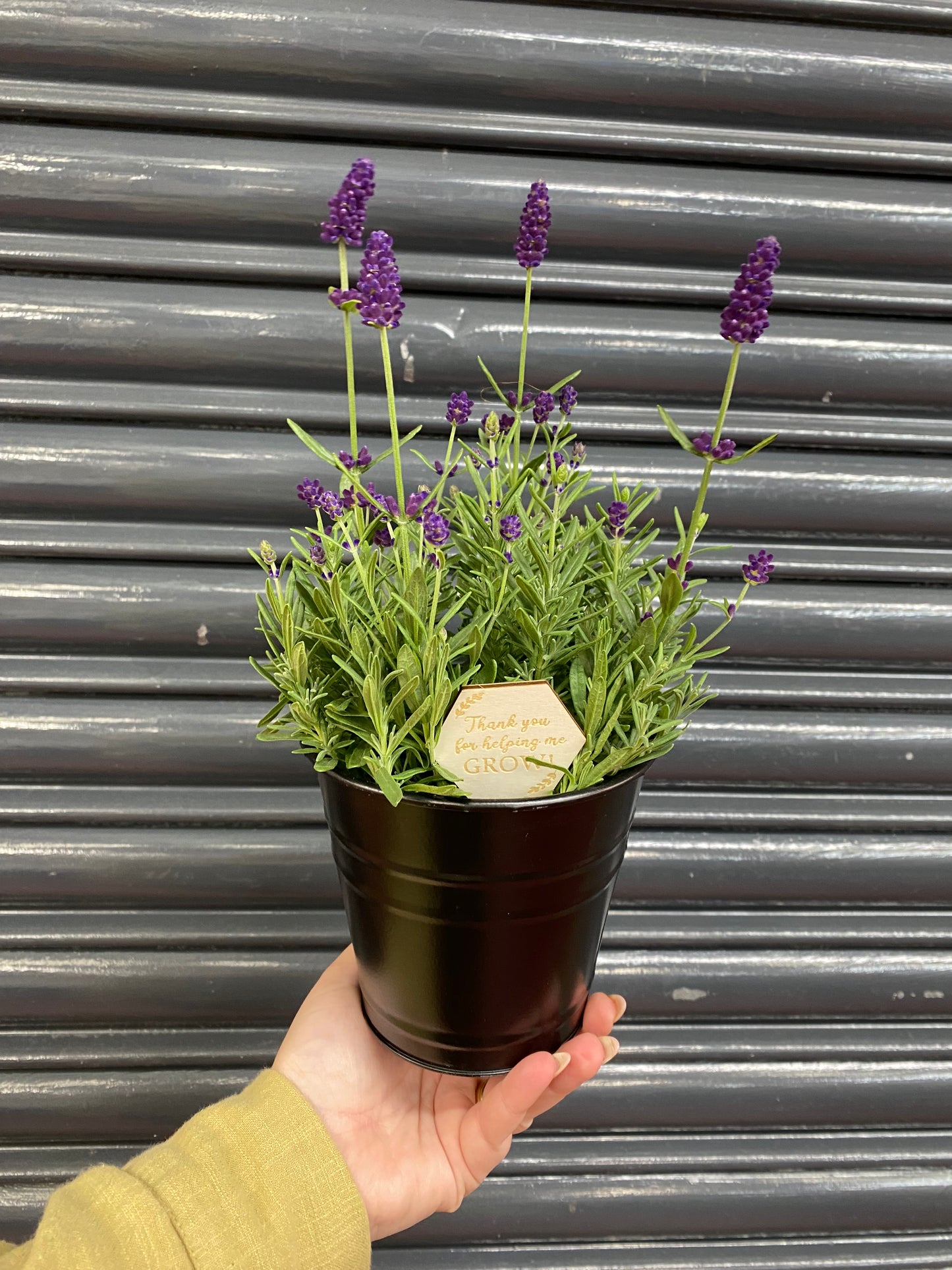 Teachers Gift - Lavender pots