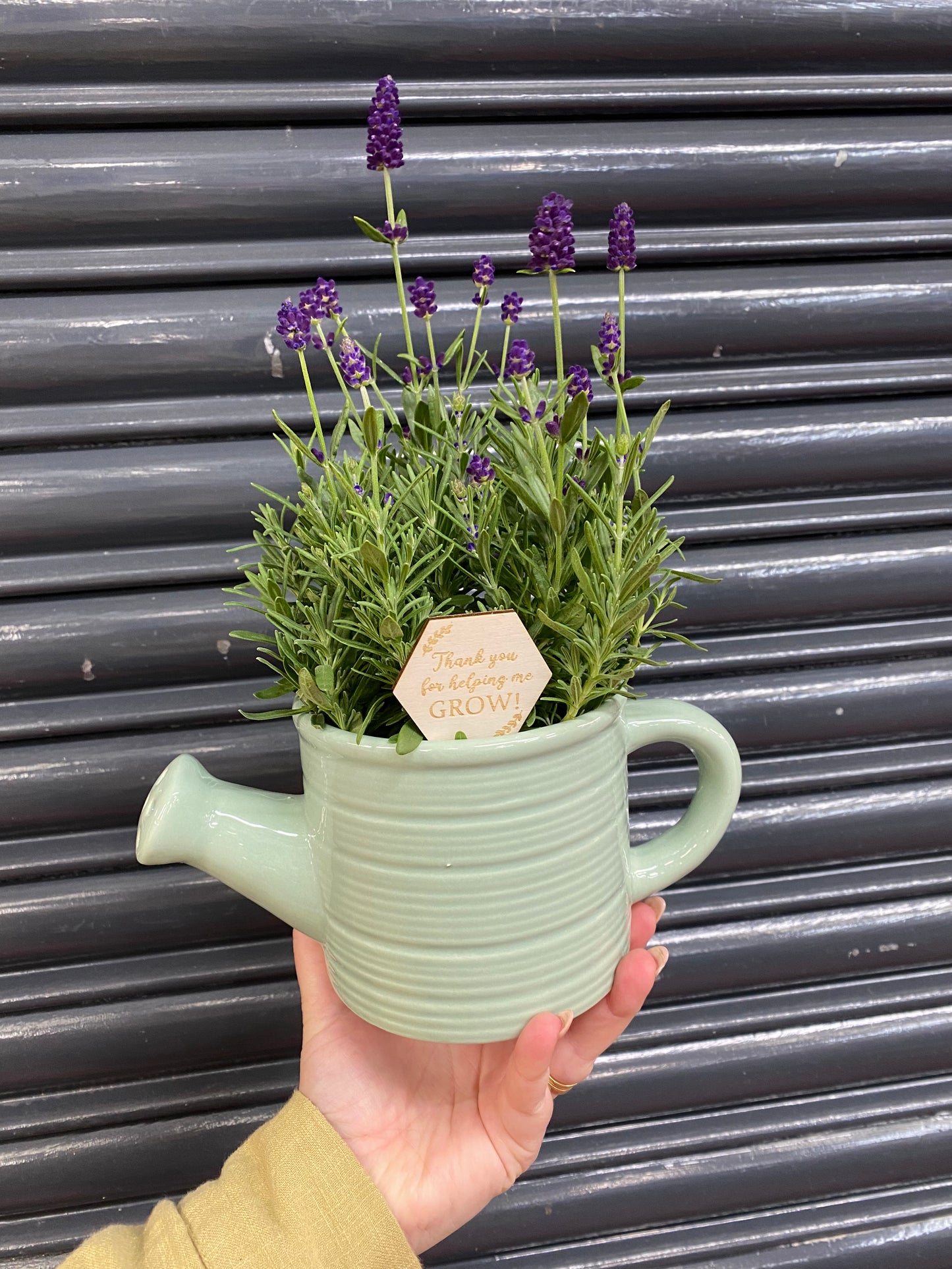 Teachers Gift - lavender watering can