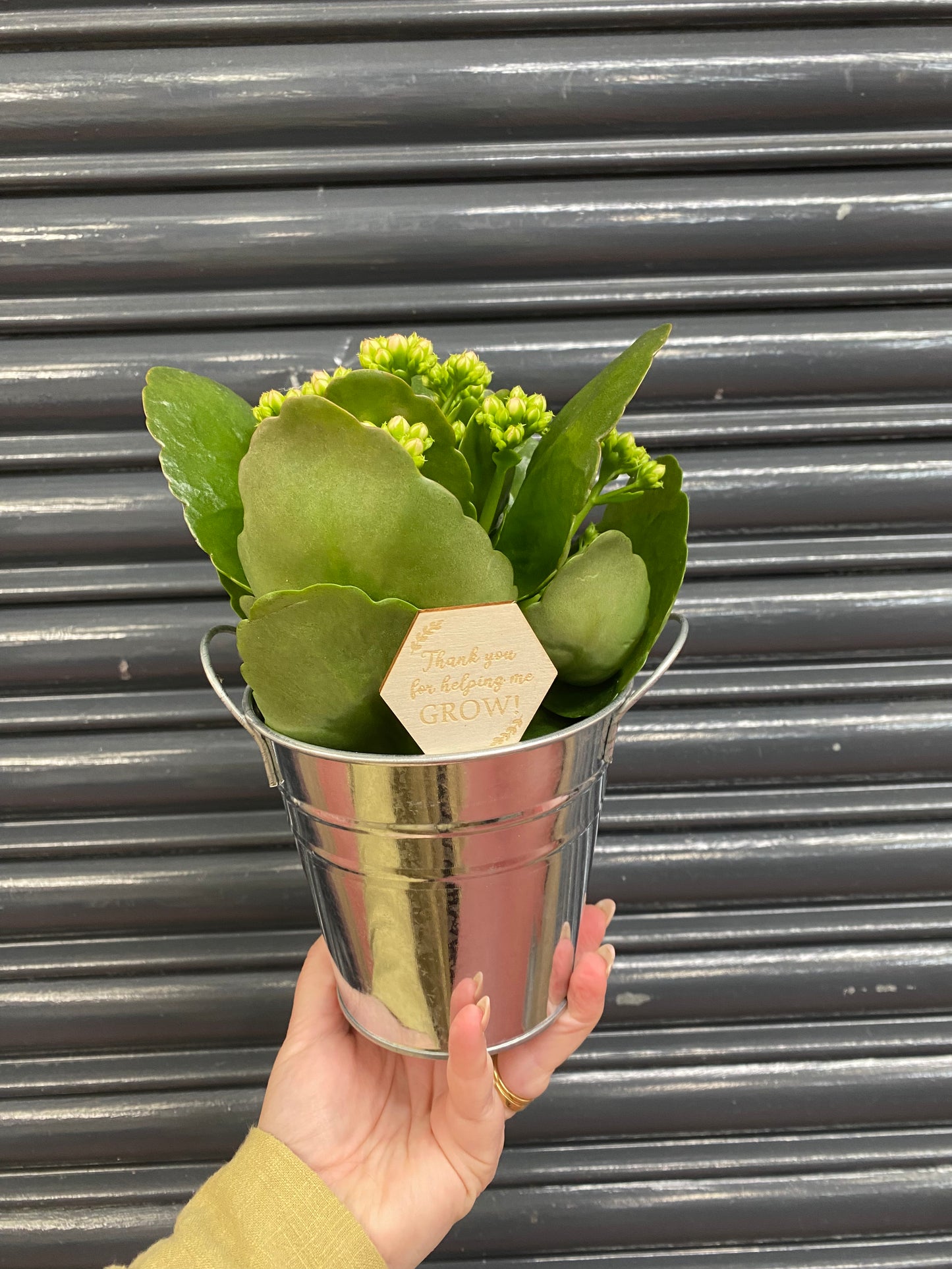 Teachers Gift - Kalanchoe plants